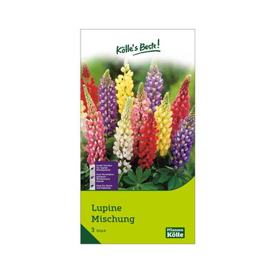 Lupinen Mischung, 3 Blumenzwiebeln