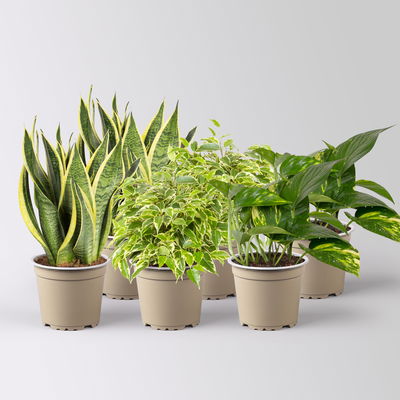 Grünpflanzenkreation Grünpflanzenkreation