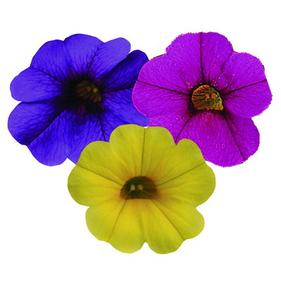 Zauberglöckchen 'MixMaster®Copacabana', pink-blau-gelb, Topf-Ø 12 cm, 6 Pflanzen