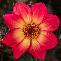 Dahlie 'Dahlegria® Sunrise' rot-gelb, Topf- Ø 22 cm