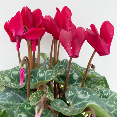 Grabbepflanzung Herbst rot-weiß, 12 Pflanzen Grabbepflanzung Herbst rot-weiß, 12 Pflanzen