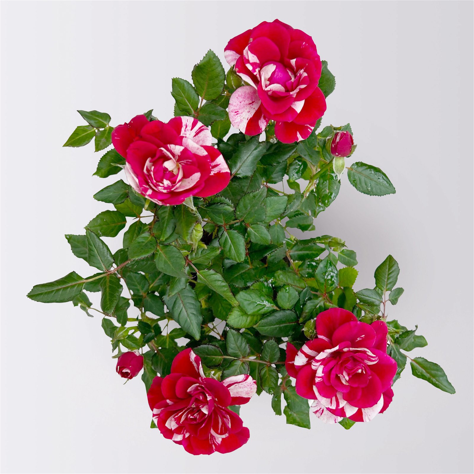 Rose 'Gigi' rot-weiß, Mini, Topf-Ø 7 cm, 8er-Set