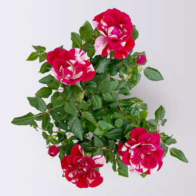 Rose 'Gigi', rot-weiß, Mini, Topf-Ø 7 cm, 8 Pflanzen