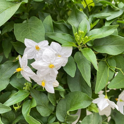 Sommerjasmin, weiß, Ampeltopf-Ø 27 cm