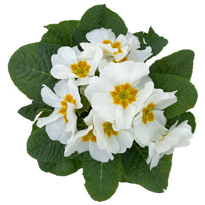 Primel weiß, Topf-Ø 10,5 cm, 8 Pflanzen Primel weiß, Topf-Ø 10,5 cm, 8 Pflanzen