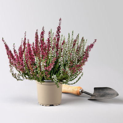 Calluna 'Twin', rosa-weiß, Topf-Ø 10,5 cm, 6 Pflanzen Calluna 'Twin', rosa-weiß, Topf-Ø 10,5 cm, 6 Pflanzen