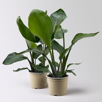 Strelitzia nicolai, Topf-Ø 12 cm, 2 Pflanzen