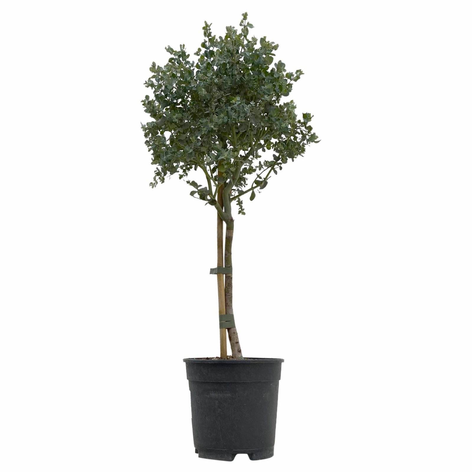 Eukalyptus, Stamm, Topf-Ø 17 cm, Höhe ca. 60 cm