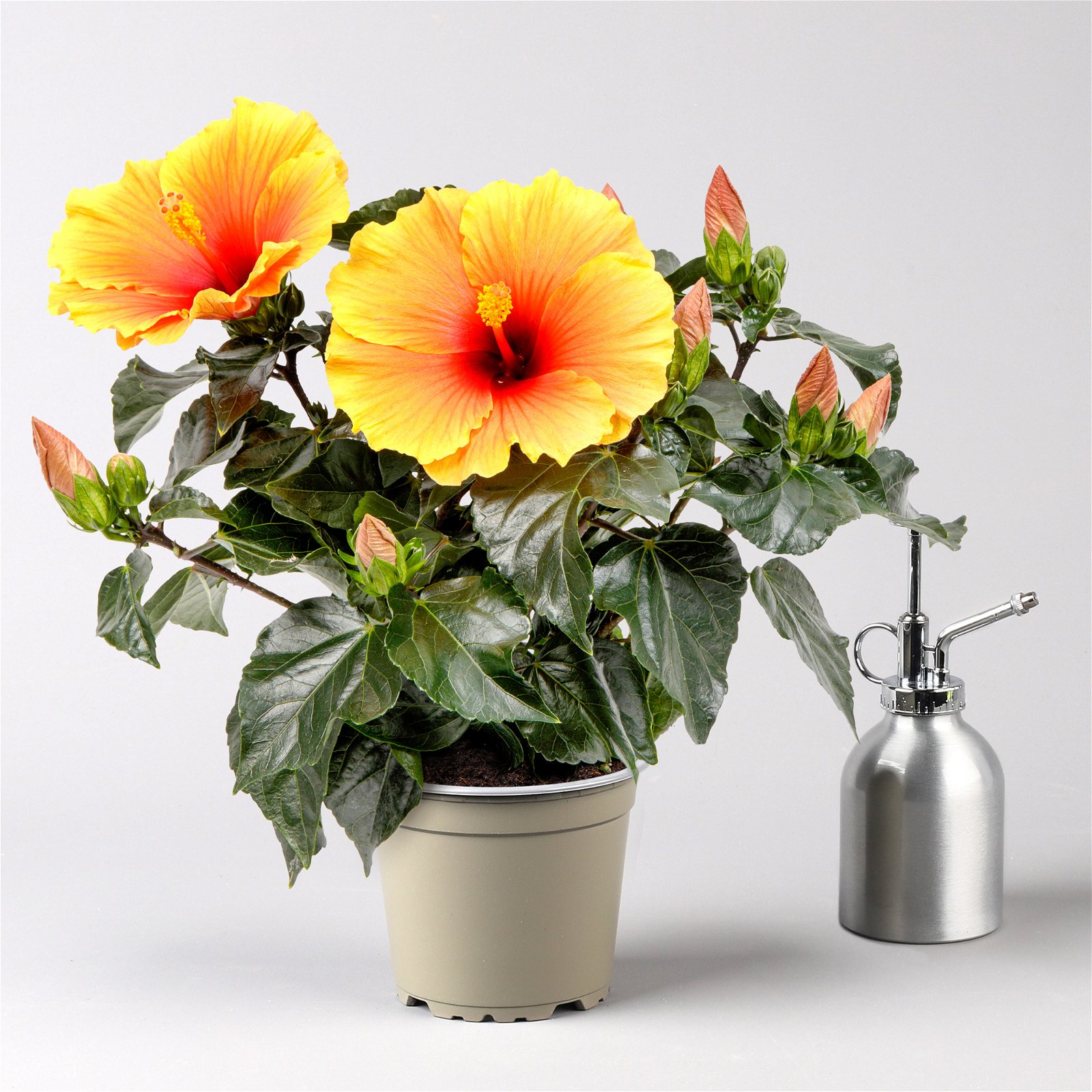 Hibiskus HibisQs® 'New Apollo' gelb-orange-rot, Topf-Ø 12 cm, 2er-Set
