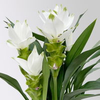 Kurkuma Pflanze, weiß, Topf-Ø 14 cm, 2 Pflanzen