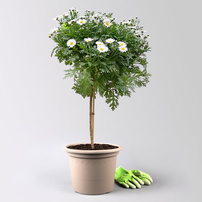 Margerite 'Bofinger', weiß, Stamm, Topf-Ø 24 cm