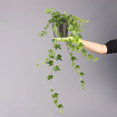 Efeu inkl. Keramiktopf Dallas anthrazit Topf-Ø 12/13 cm, 3er-Set