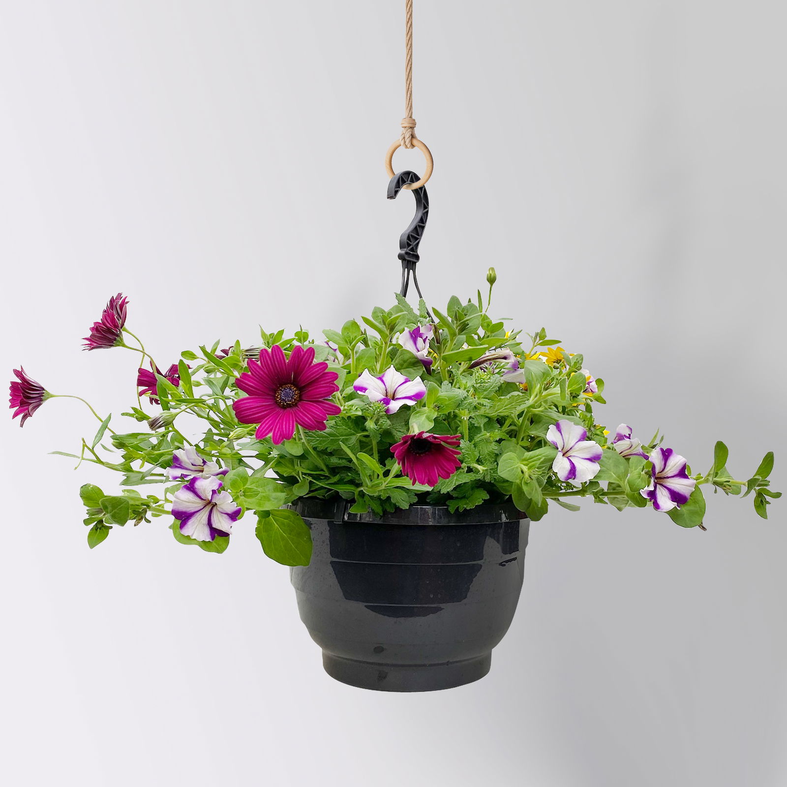gemischte Sommerblumen-Ampel, Farbe/n nach Verfügbarkeit, Ampeltopf-Ø 25/27 cm