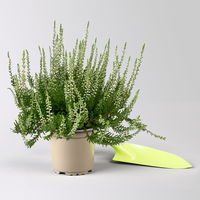 Knospenheide, weiß, Topf-Ø 10,5/11 cm, 8 Pflanzen