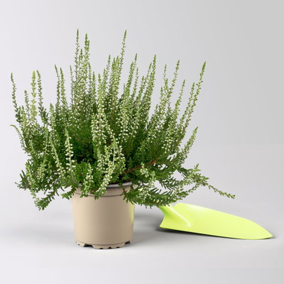 Knospenheide, weiß, Topf-Ø 10,5/11 cm, 8 Pflanzen Knospenheide, weiß, Topf-Ø 10,5/11 cm, 8 Pflanzen