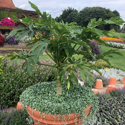 Blu Bio Papayapflanze, Topf-Ø 12 cm, 2er Set Blu Bio Papayapflanze, Topf-Ø 12 cm, 2er Set