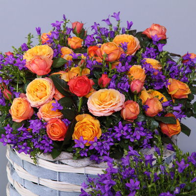 Rose 'Firebird Kordana® Grande', gelb-orange, Topf-Ø 10,5 cm, 3 Pflanzen