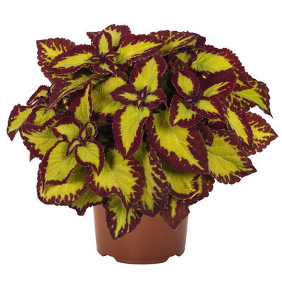 Buntnessel 'Velvet', hellgrün-dunkelrot, Topf-Ø 12 cm, 6 Pflanzen