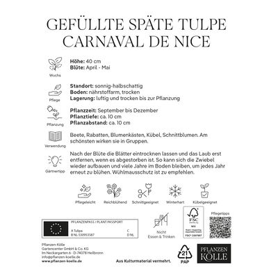 Gefüllte späte Tulpen Carnaval de Nice weiß/rot, 7 Blumenzwiebeln