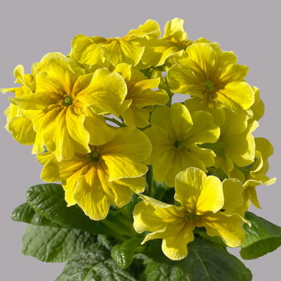 Hohe Schlüsselblume 'Inara® Gold', hellgelb, Topf-Ø 13 cm, 6 Pflanzen Hohe Schlüsselblume 'Inara® Gold', hellgelb, Topf-Ø 13 cm, 6 Pflanzen
