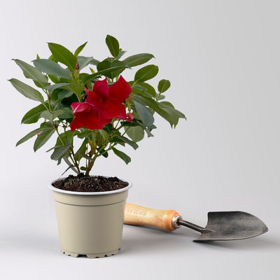 Dipladenie 'Qdeville®', rot, buschartig, Topf-Ø 12 cm, 3 Pflanzen Dipladenie 'Qdeville®', rot, buschartig, Topf-Ø 12 cm, 3 Pflanzen