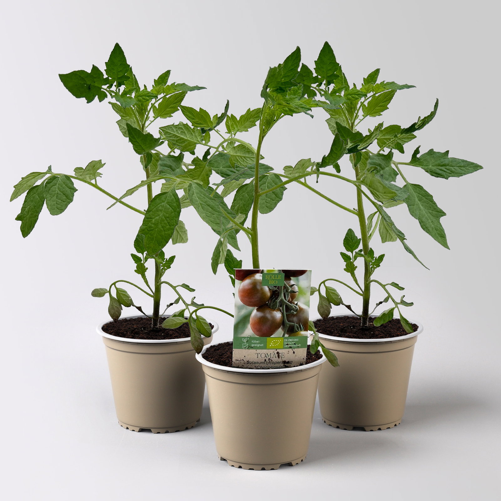 Bio Tomate 'Chocoprevia' Topf- 12 cm, 3 Pflanzen kaufen