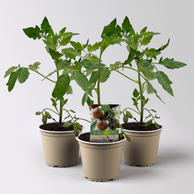 Bio Tomate 'Chocoprevia' Topf-Ø 12 cm, 3 Pflanzen