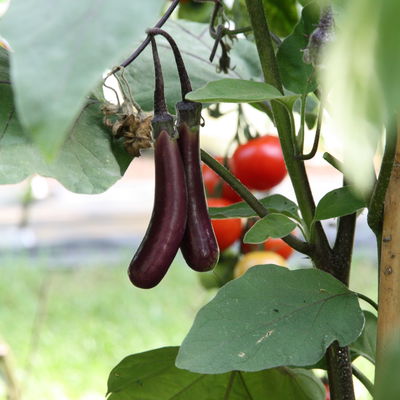 Blu Bio Aubergine 'Aubergine Super Mini F1',  Topf-Ø 12 cm, 6er-Set