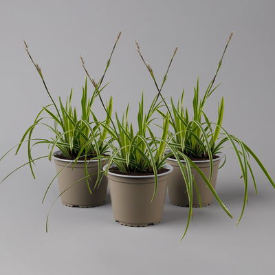 Bio Garten-Segge 'Vanilla Ice', Topf-Ø 12 cm, 3 Pflanzen