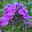 Hohe Flammenblume 'Adessa® Spcial Deep Purple', dunkelviolett 3 Liter Topf