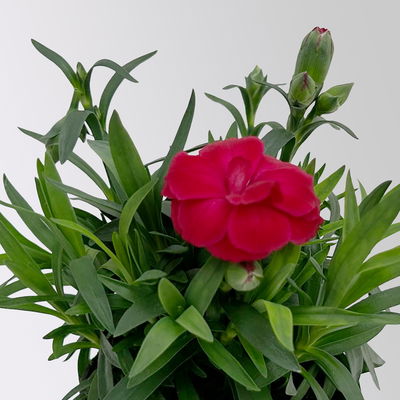 Dianthus 'Oscar' Mini, Farbmix, Topf-Ø 7 cm, 6 Pflanzen