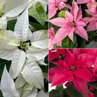 Bio Herbststern 'Princettia'®, rosa, pink & weiß, Topf-Ø 12 cm, 3 Pflanzen Bio Herbststern 'Princettia'®, rosa, pink & weiß, Topf-Ø 12 cm, 3 Pflanzen