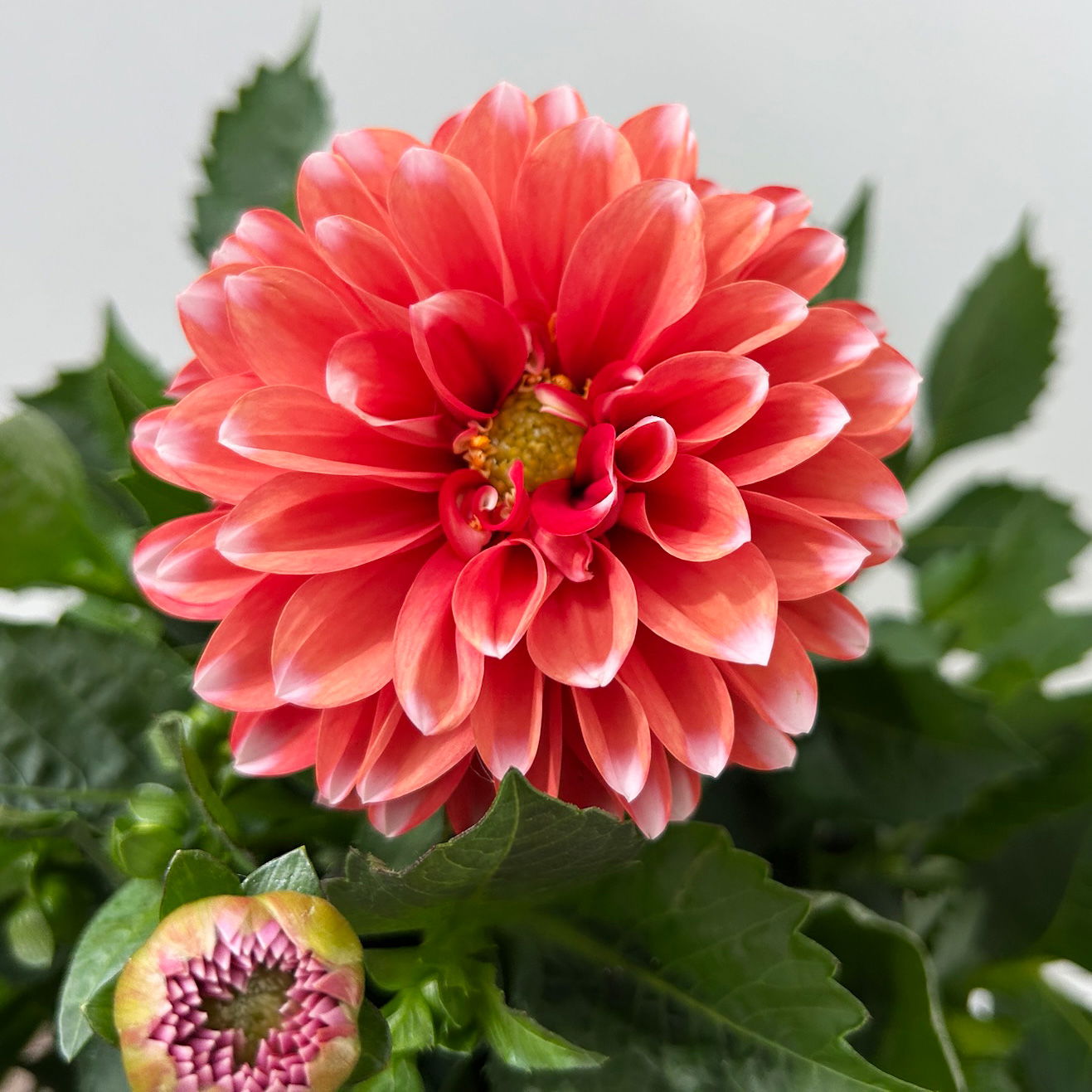 Dahlie 'Hypnotica®', rot-weiß, Topf-Ø 21/22 cm