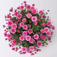 Chrysanthemen-Busch, lila-rosa-weiß, Topf-Ø 19 cm, 3er-Set