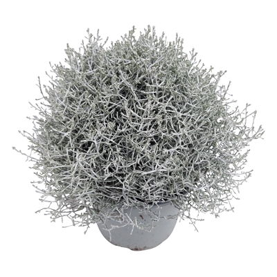 Calocephalus silber-grau, Topf-Ø 12/13 cm, 6 Pflanzen