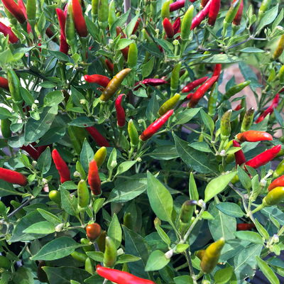 Blu Bio Chili 'Thai Chili F1', Topf-Ø 12 cm, 3er Set