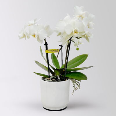 Mini-Phalaenopsis mit Keramiktopf, weiß, Topf-Ø 7 cm, 2 Pflanzen