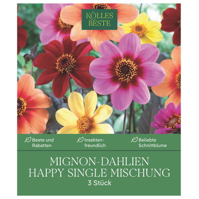 Kölles Beste Mignon-Dahlien Happy Single Mischung, 3 Blumenknollen