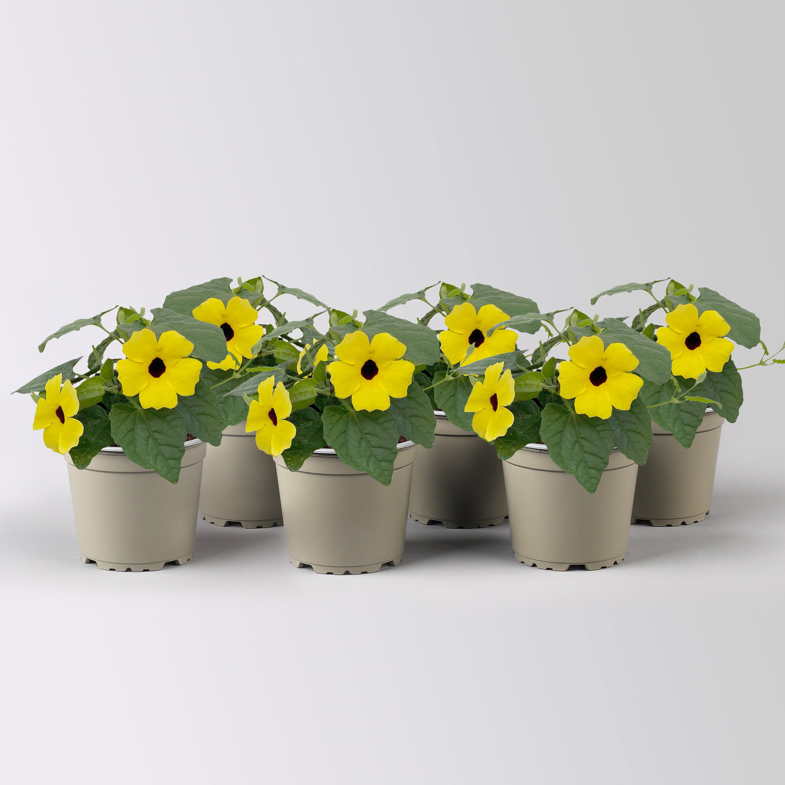 Schwarzäugige Susanne, gelb, Topf-Ø 12/13 cm, 6 Pflanzen