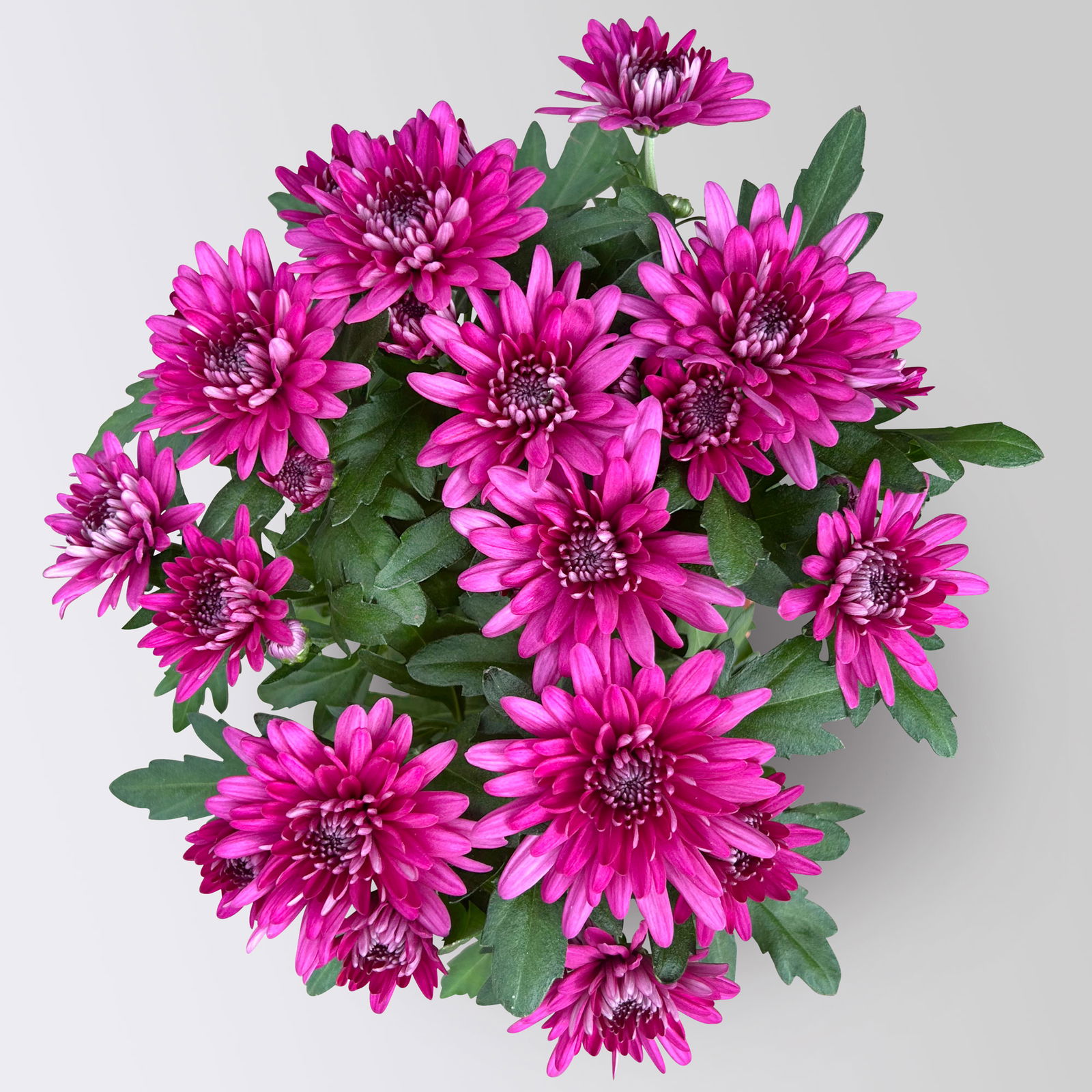 Chrysanthemen 'Chrysanne®Grandezza Purple', lila, Topf-Ø 13 cm, 4 Pflanzen