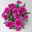 Chrysanthemen 'Chrysanne®Grandezza Purple', lila, Topf-Ø 13 cm, 4 Pflanzen