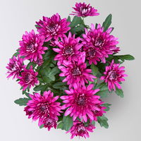Chrysanthemen 'Chrysanne®Grandezza Purple', lila, Topf-Ø 13 cm, 4 Pflanzen