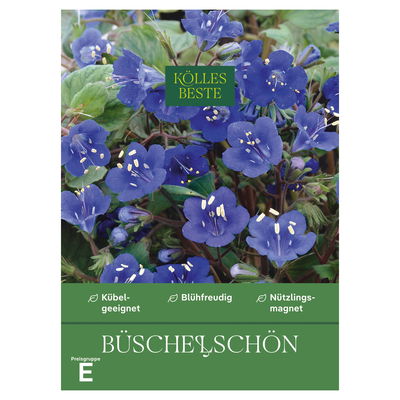 Kölles Beste Blumensamen, Büschelschön