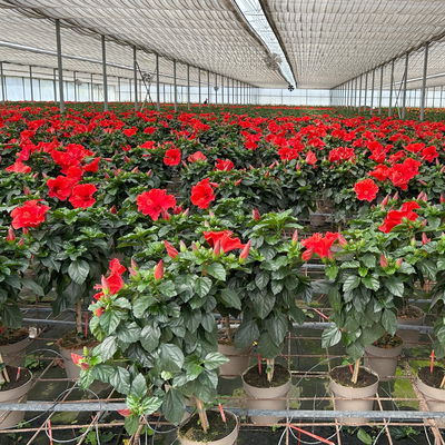 Hibiskus, rot, Stamm, Topf-Ø 17 cm, Höhe ca. 70cm