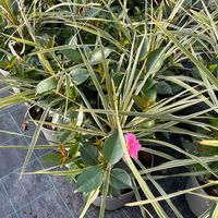 Mixtopf Dipladenia mit Keulenlilie, Farbe zufällig, Topf-Ø 26 cm