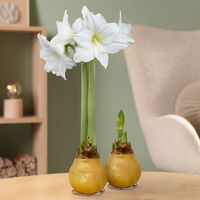 Amaryllis in Wachs, Dekor 'Basic Champagner', Blüte weiß, 2 Pflanzen