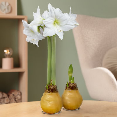 Amaryllis in Wachs, Dekor 'Basic Champagner', Blüte weiß, 2 Pflanzen Amaryllis in Wachs, Dekor 'Basic Champagner', Blüte weiß, 2 Pflanzen
