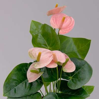 Flamingoblume 'Spirit Champion' hellrosa, inkl. Übertopf Dallas, Topf-Ø 12 cm