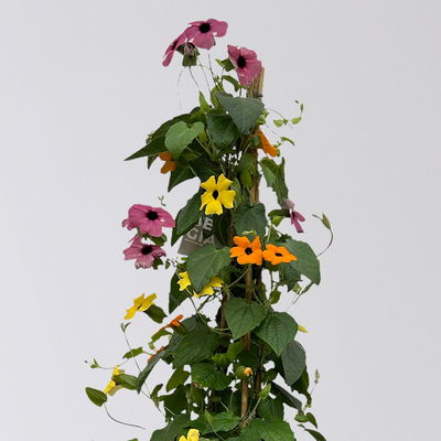 Schwarzäugige Susanne 'Trio' Pyramide, Farben zufällig, Topf-Ø 21cm