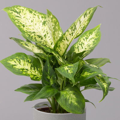 Dieffenbachie 'Compacta', Topf-Ø12cm, Höhe ca. 25 cm, 3er-Set